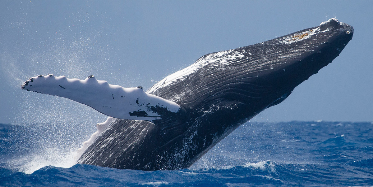 Whale Communication | Shape of Life